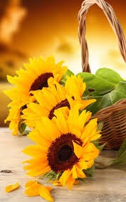 sunflowe
